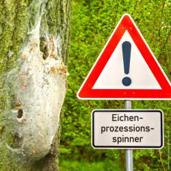 Achtung, Befall! Foto: LK Prignitz