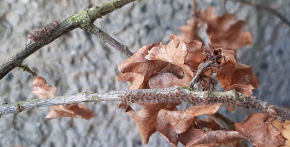 Geschlüpft! (Foto: LK Prignitz)