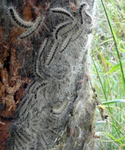 EPS-Befall (Foto: Annette Löther/Landkreis Prignitz)