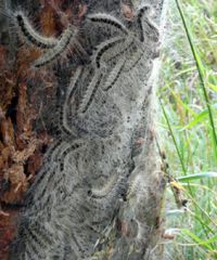 Eichenprozessionsspinner (Foto: LK Prignitz)